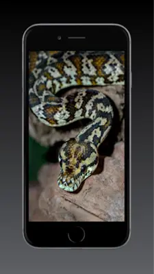 Snake Wallpapers HD android App screenshot 1