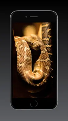 Snake Wallpapers HD android App screenshot 5